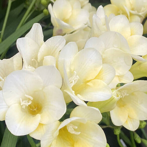 Suga Baddie scent middle notes are white freesia flowers and vanilla orchid symbolizing middle notes of vanilla cookie, fluffy freesia, and vanilla orchid.