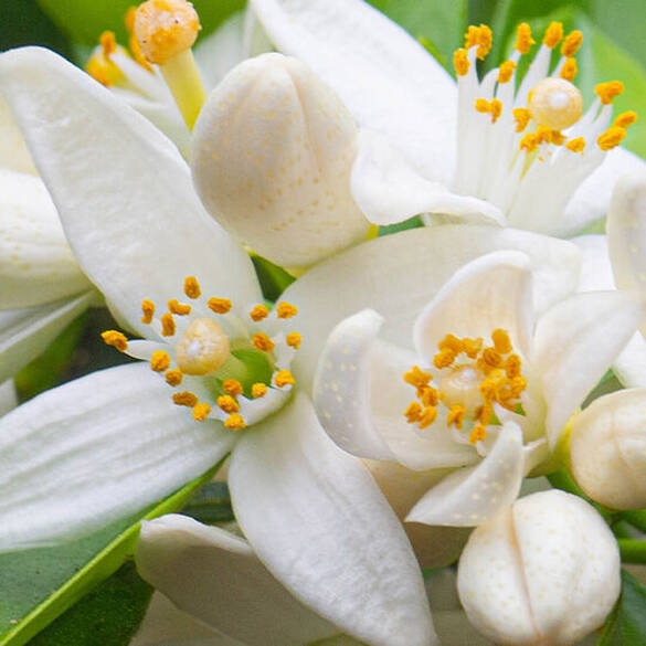 NYX Professional Makeup Coconut Cutie Hair & Body Fragrance Mist white orange blossoms symbolizing middle notes of lily, rose, and orange blossom.