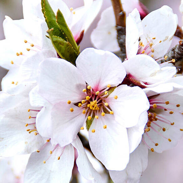 Sur un fond violet est presente la senteur caramelt mami dont les notes de tetes sont la fleur d'amandrier, le sucre brun et les pommes croquantes, les notes de coeurs sont le caramel fondant, la creme de pistache et le jasmin, et enfin les notes de fond sont l'ambre liquide, le musc et le bois de cedre doux. Les notes de tete est illustree par une image de fleur d'amandier, celle de coeur par du caramel fondu et enfin les notes de fond par une image de bois de cedre.